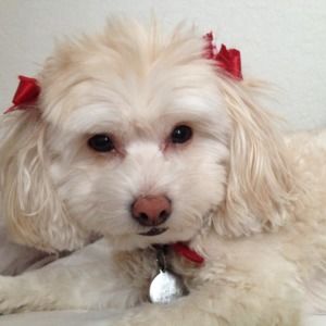 Meet your Posher, Rosalinda